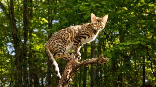 Bengal cat sitting on tree branch