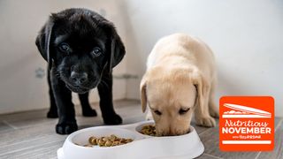 which dog food is best