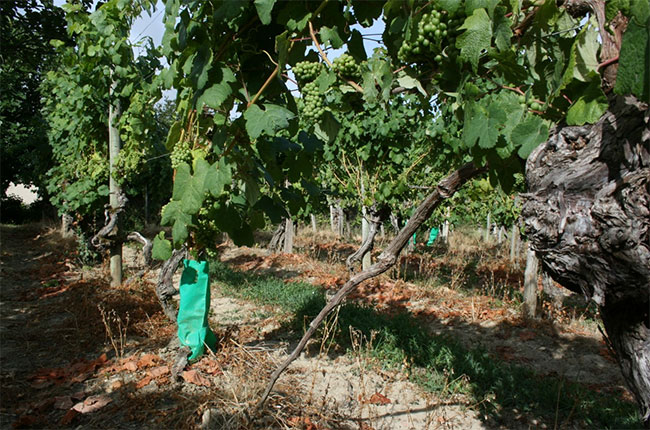 Pre Phylloxera Tannat vines, plaimont wines, south-west france