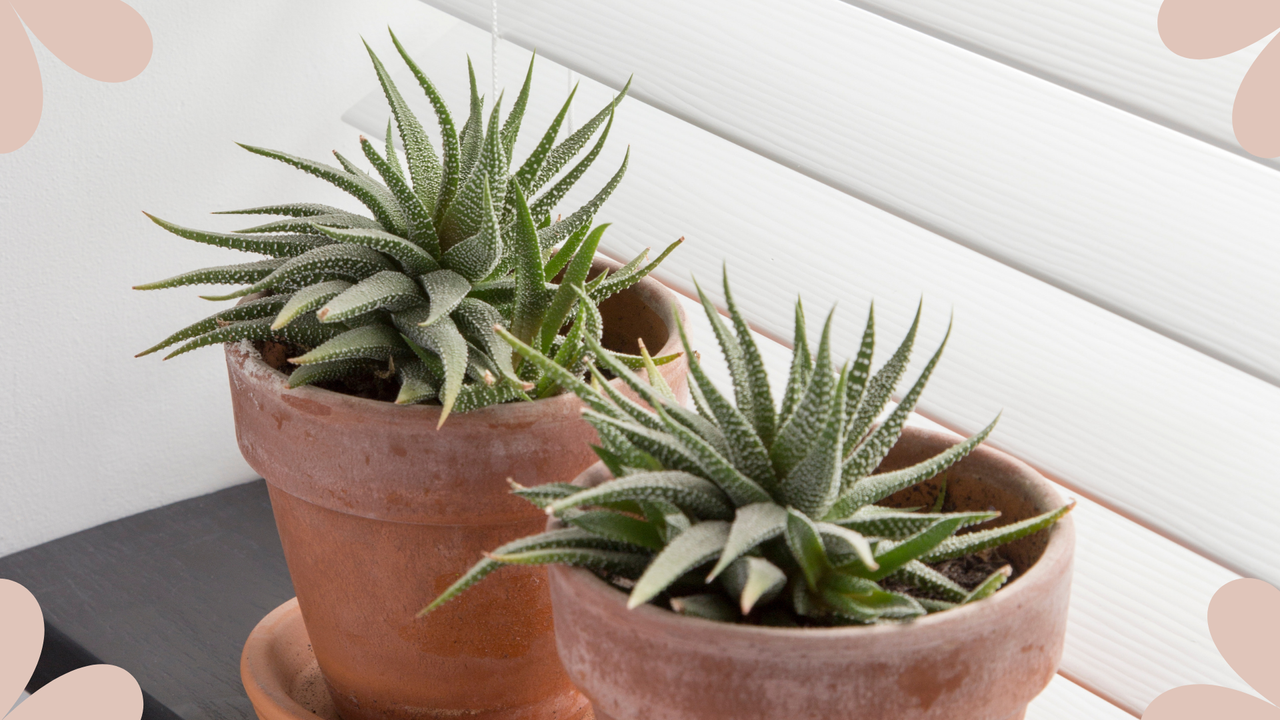  picture of two aloe vera plants on a windowsill