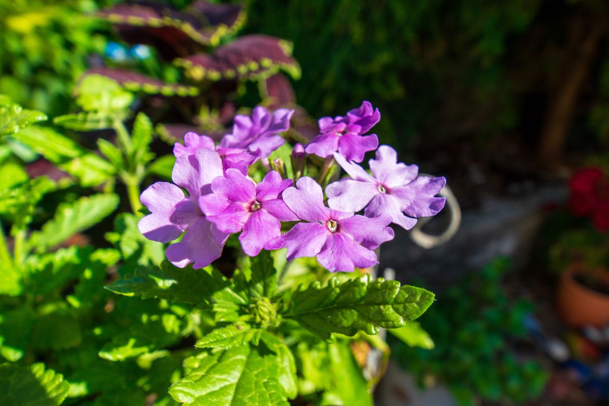 Laowa 15mm f/4.5 0.5x Macro example shot