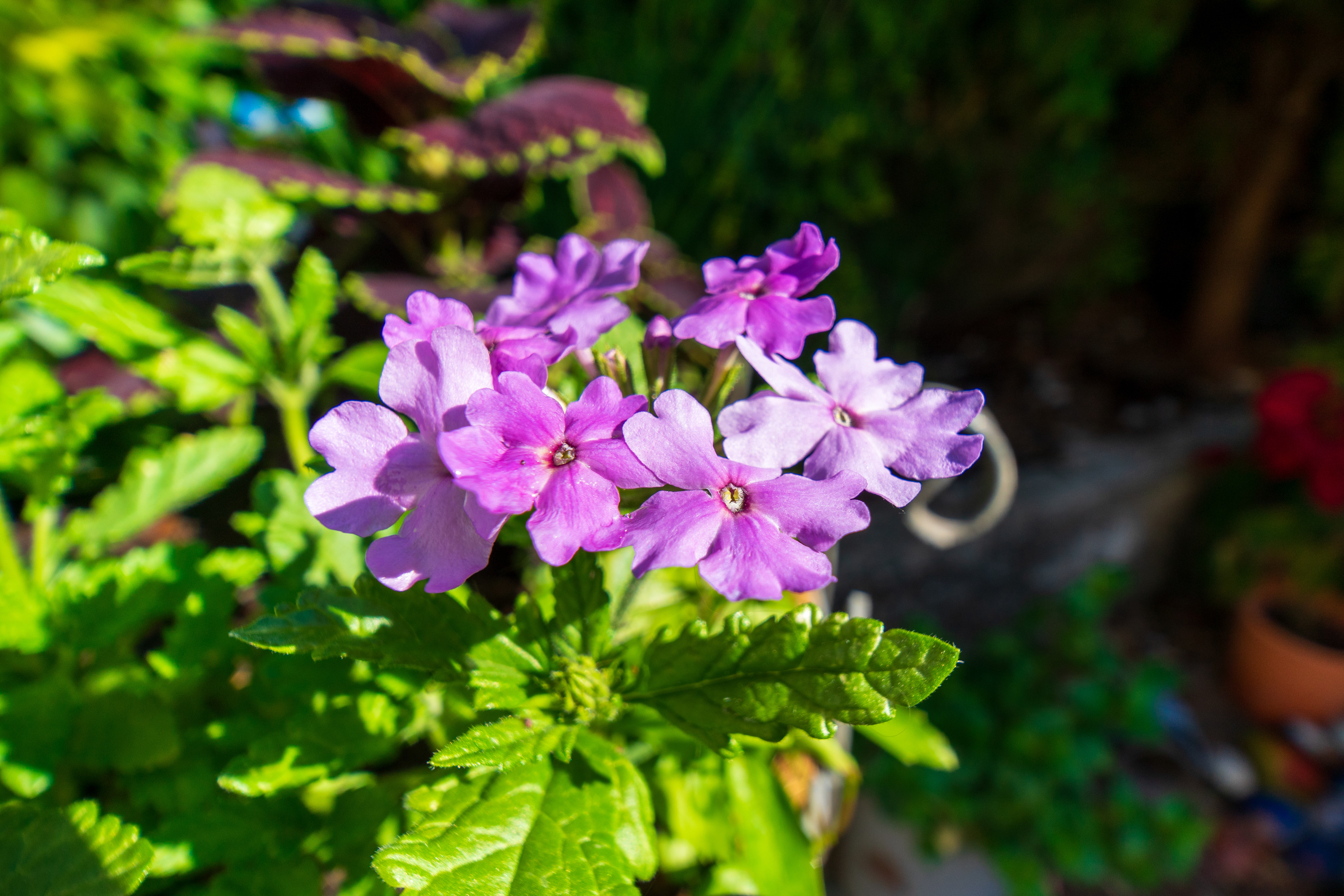 Laowa 15mm f/4.5 0.5x Macro example shot
