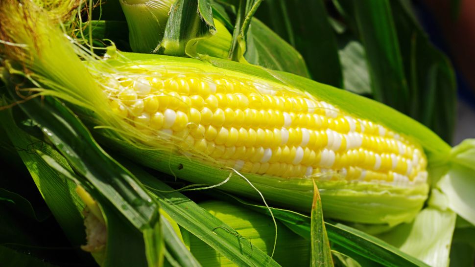 What to plant in May for summer blooms Tom's Guide