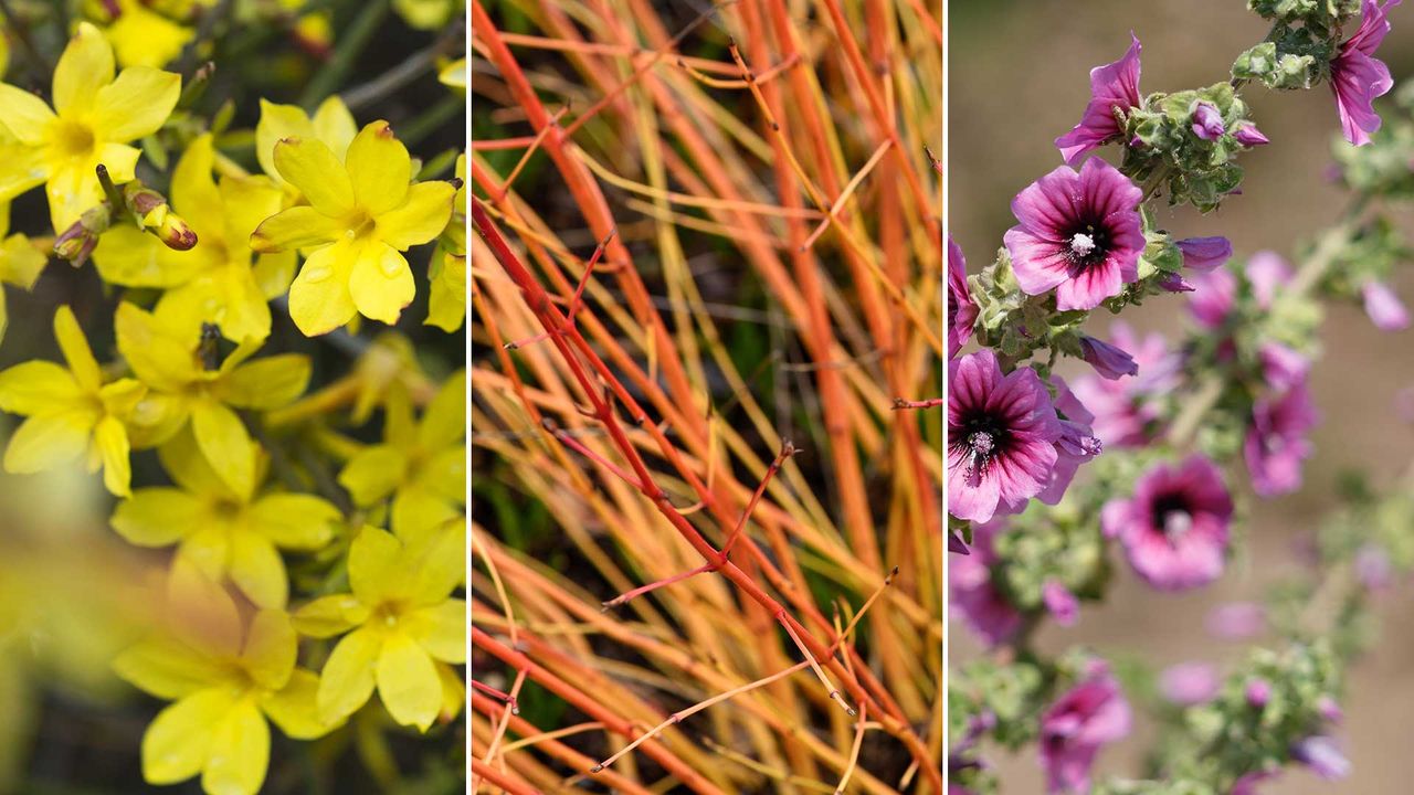 composite image of three important plants to prune in March