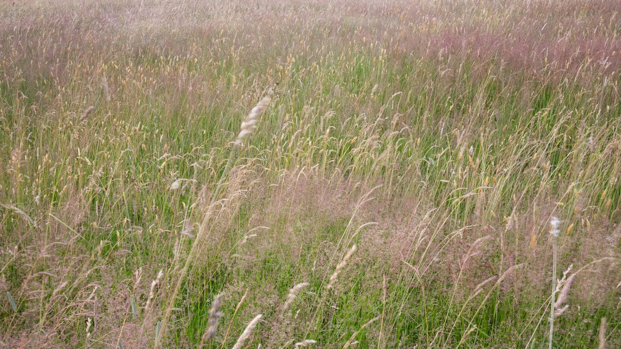 Long meadow grass