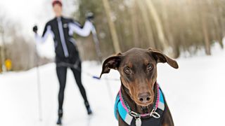 A woman goes skijoring with her dog