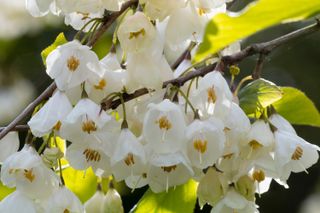 best flowering trees: white blossoms
