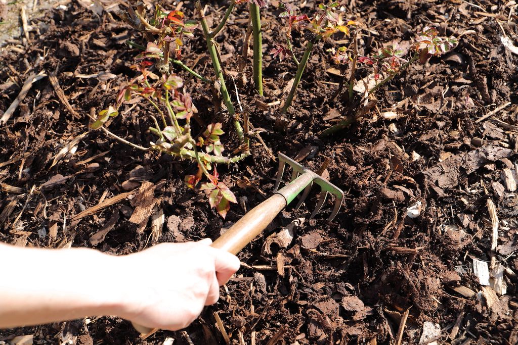 5 easy hacks to make your roses look better - expert advice | Livingetc