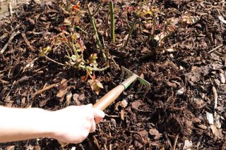 gardener adding mulch to soil