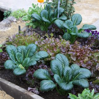 Vegetable patch with lettuce and Japanese spinach at RHS Chelsea Flower Show 2023