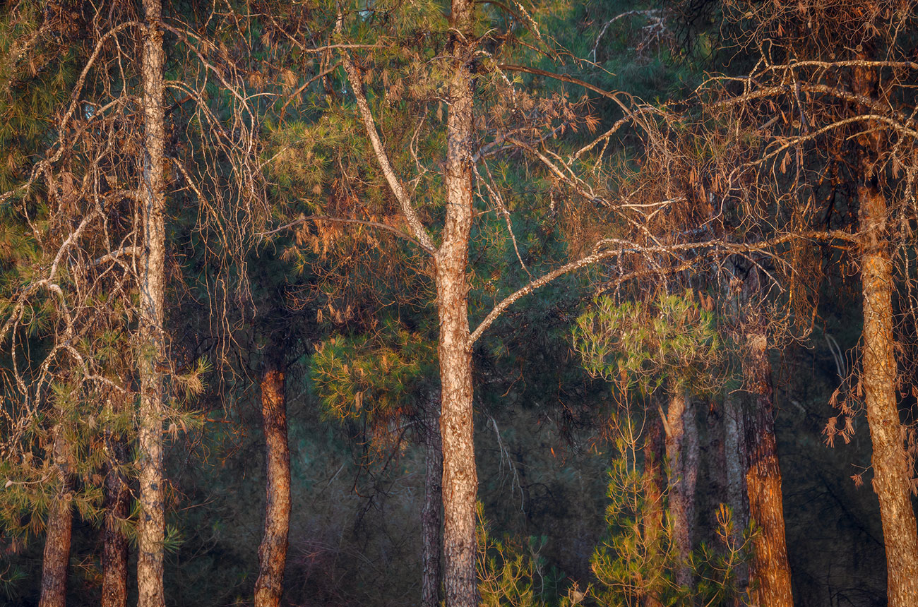 pine forest in greece in autumn