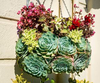 A hanging container planted with succulents and Begonia semperflorens