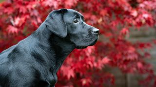 Headshot of Labrador retriever