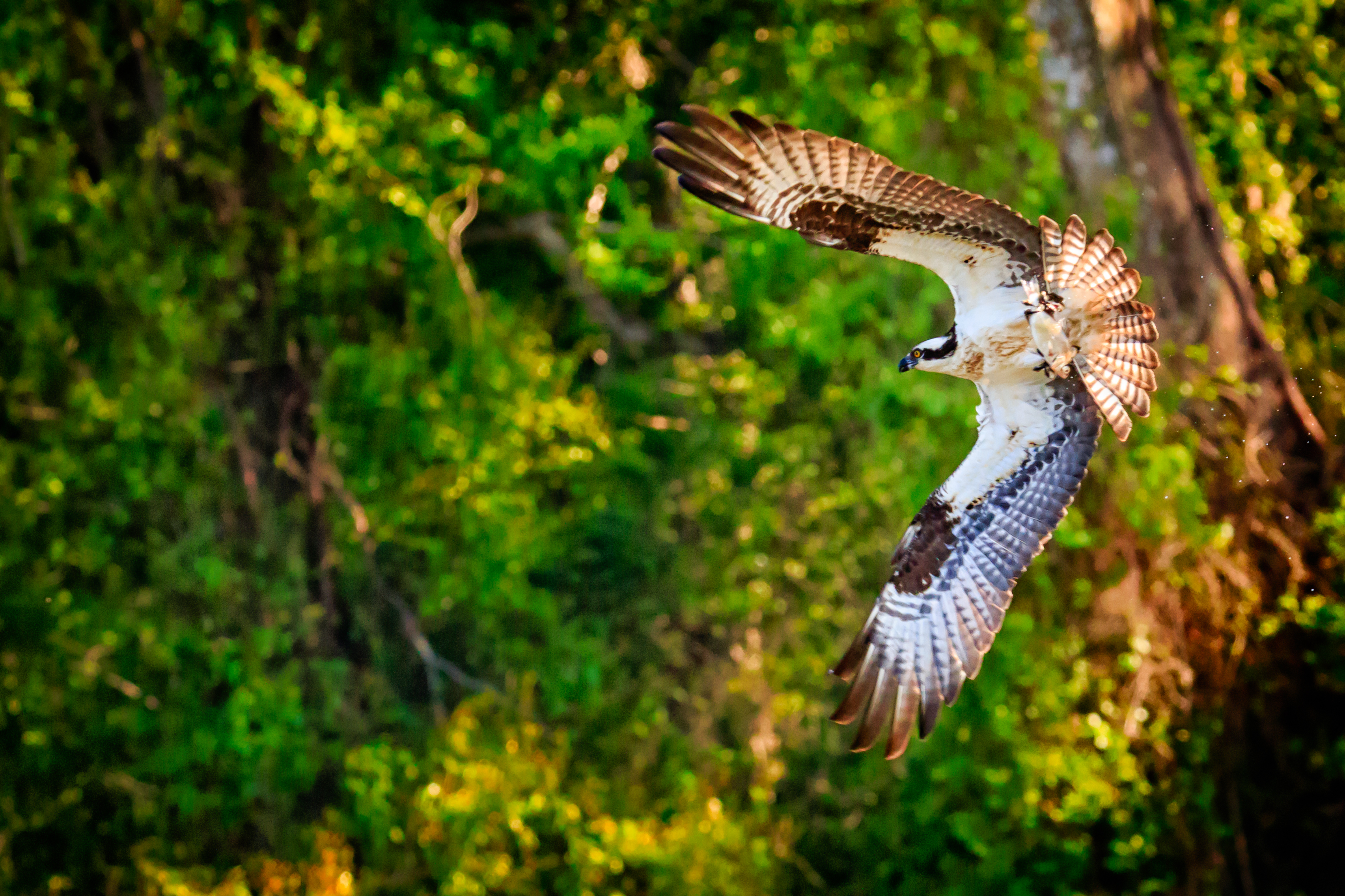 osprey in flight
