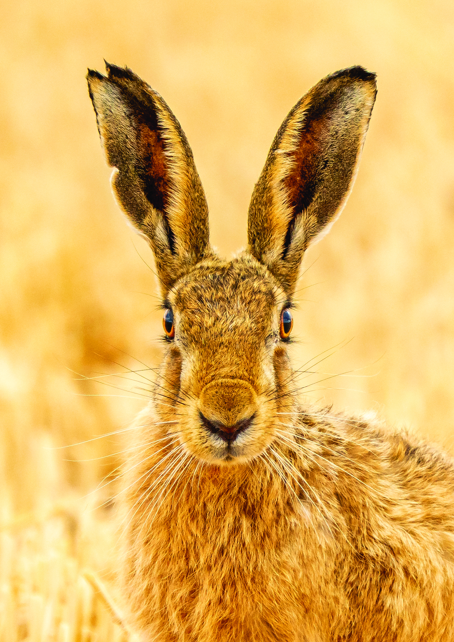 Staring Hare - Joseph, age 11 - First prize Scavenger Hunt Photo Contest 2026