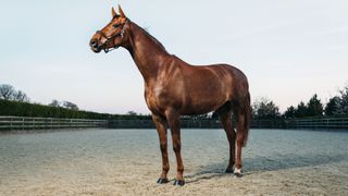 Brown thoroughbred racehorse standing in field