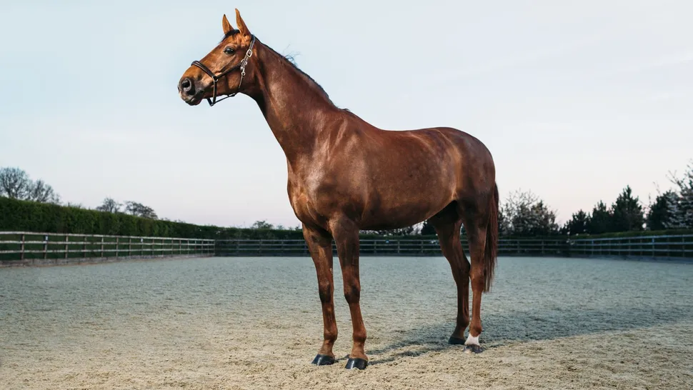Thoroughbred Racehorse