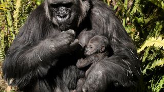 A mother gorilla holds her baby in a zoo.