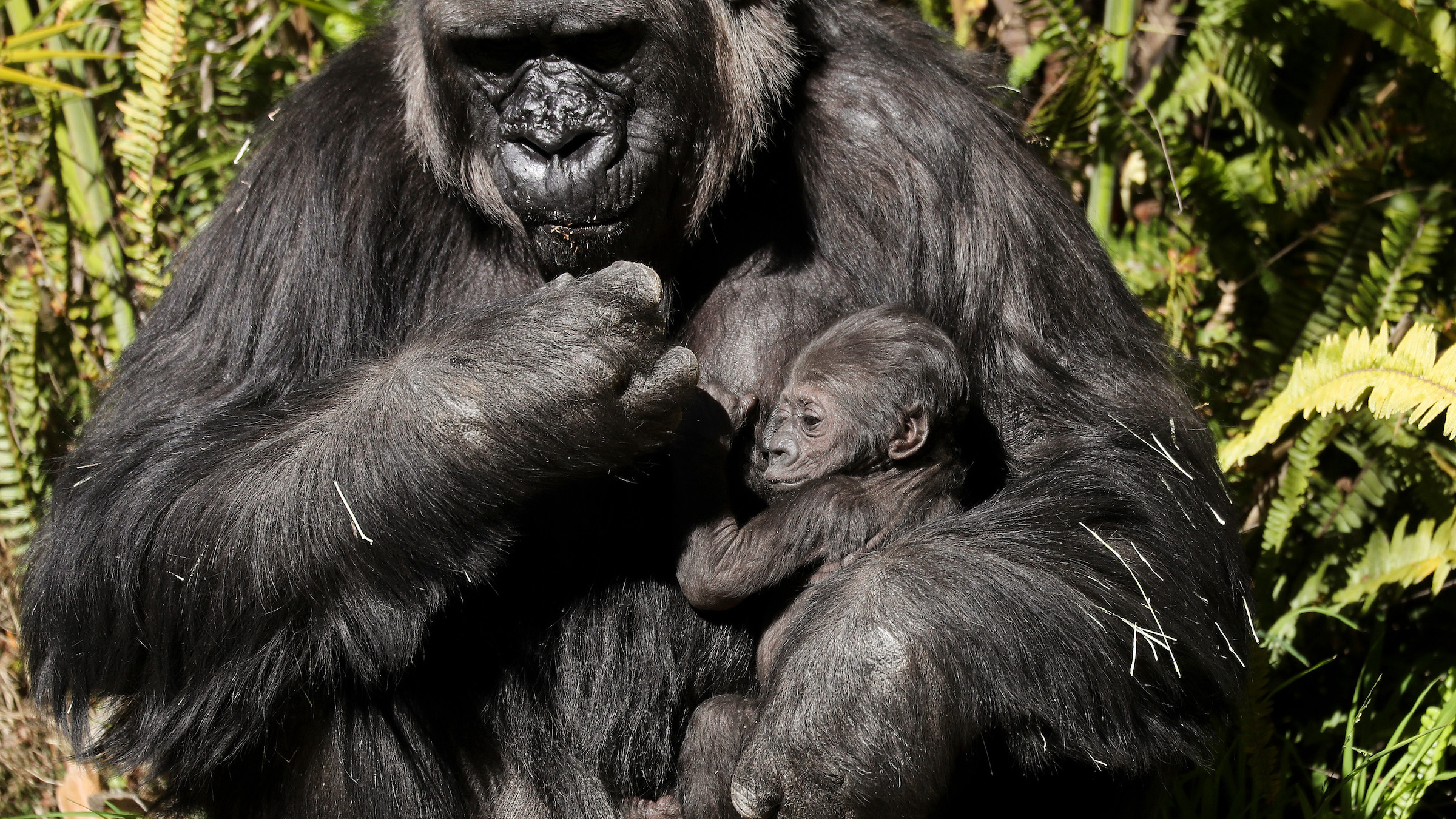 Bir anne goril, yavrusunu hayvanat bahçesinde kucağında tutar.