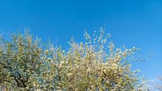 Bradford pear with white blossom in spring