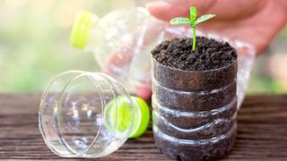 Planting seedlings in plastic bottle