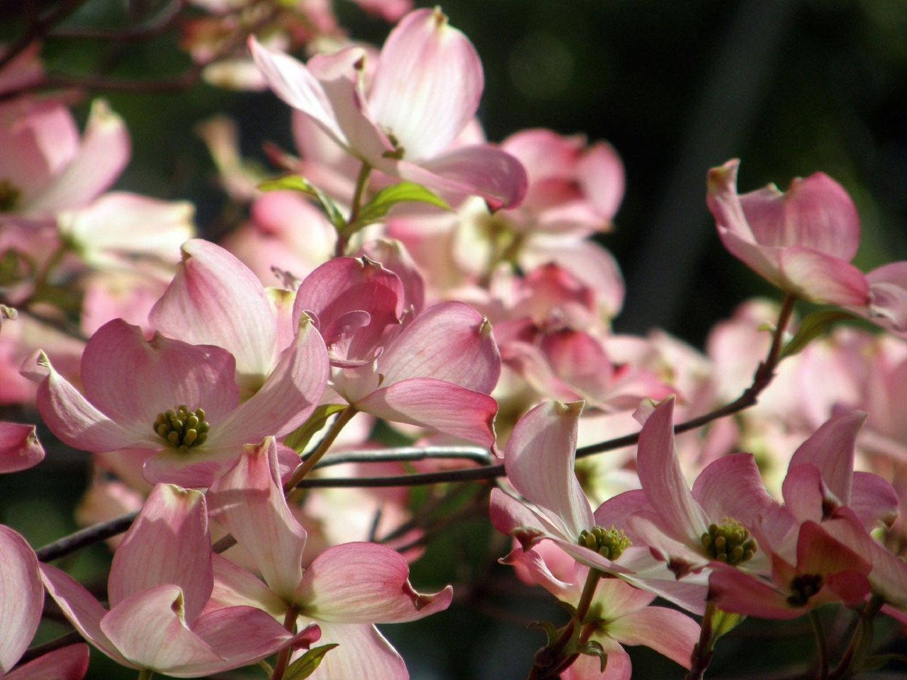 Pink Flowered Dogweed Tree