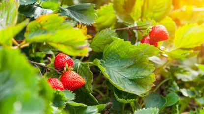 when to plant strawberries for the best harvest