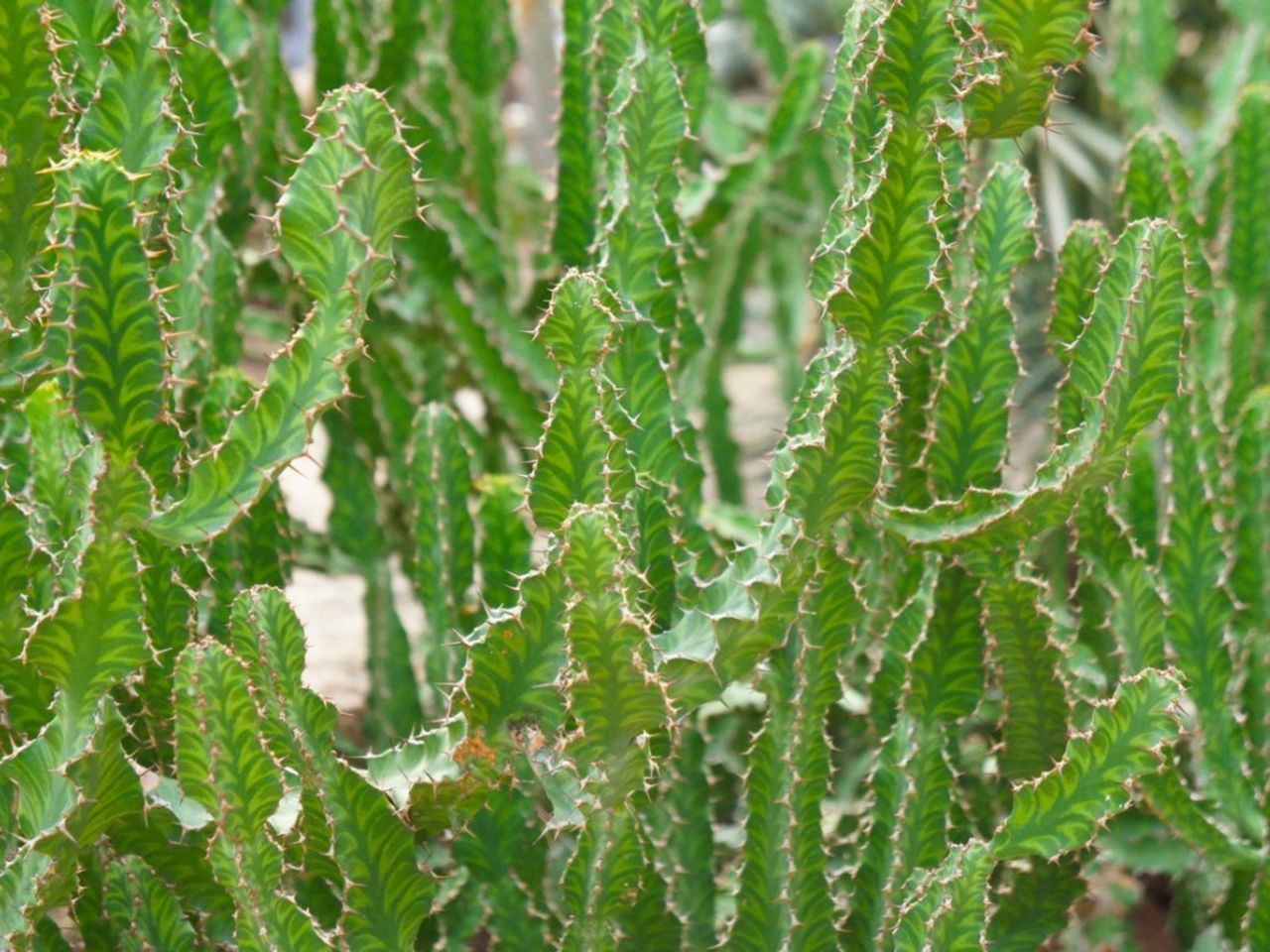 Spiky Dragon Bone Plants