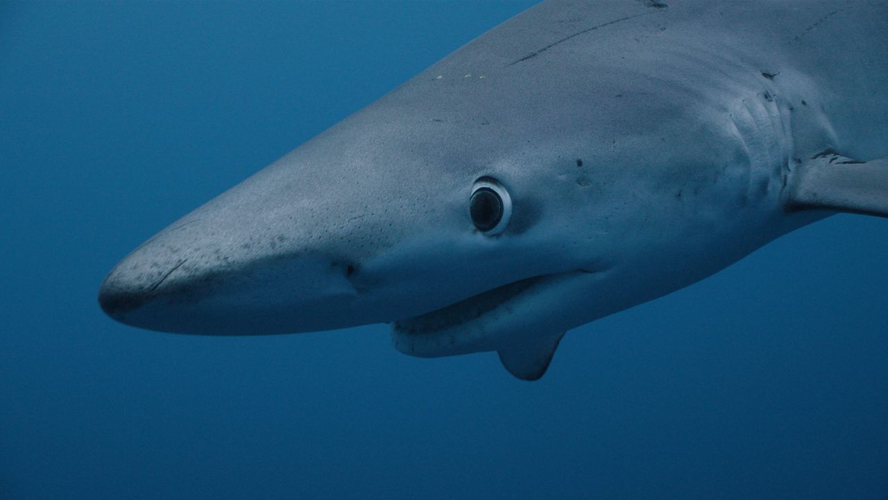 Shark