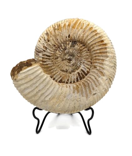 Large Fossil Ammonite With Stand. 3.50 to 4.00 Inch. Genuine Ammonite From Madagascar.