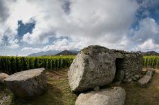 T-Oinos vineyards