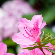 Pink azalea flower