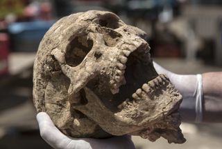 Here, a skull found in a 3,000-year-old cemetery in Ashkelon, Israel, that may be the first Philistine cemetery known.