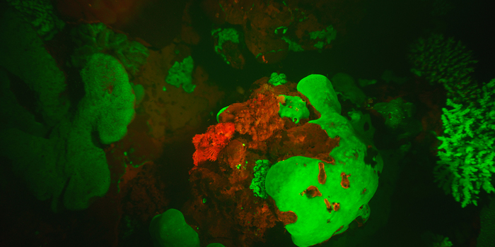 A red fluorescing scorpionfish (Scorpaenopsis papuensis) perched on red fluorescing algae at night in the Solomon Islands.