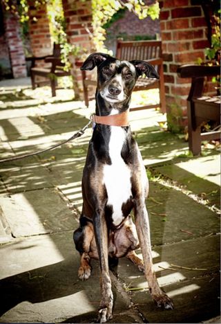 Britain's naughtiest dog