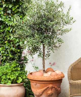Olive tree growing in a pot on a patio