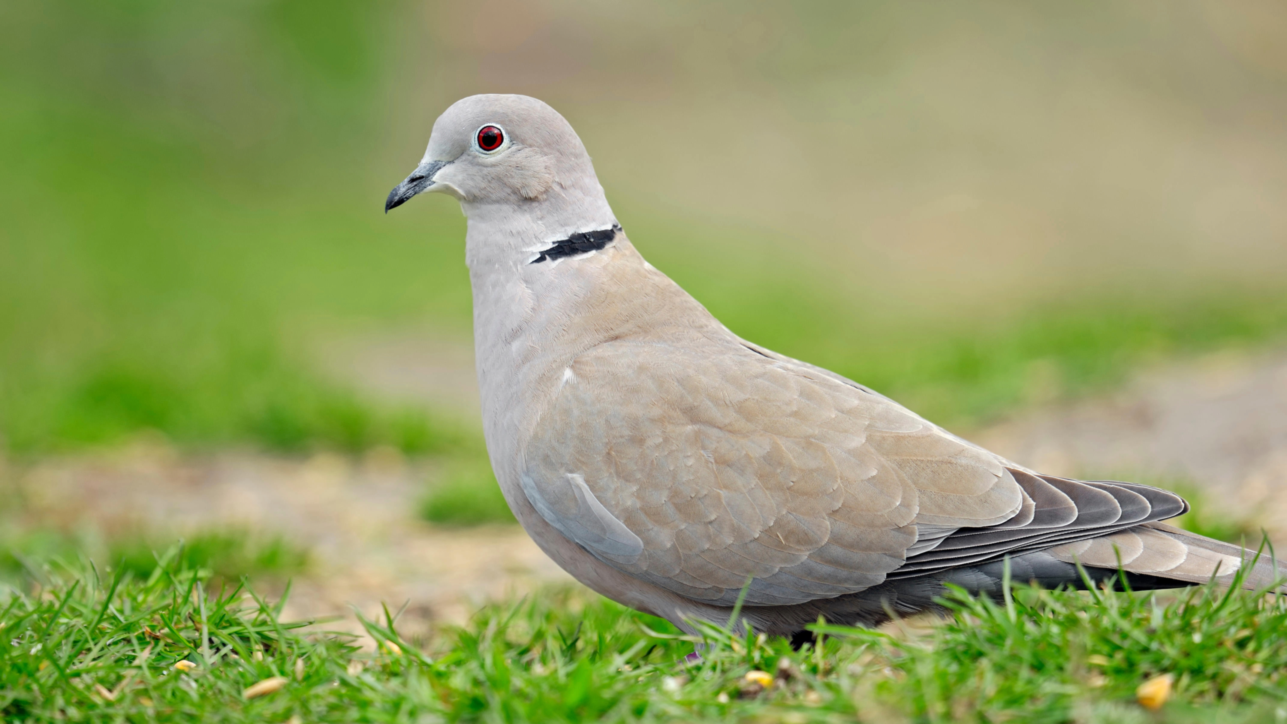 Dove