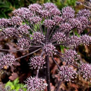 Wild angelica