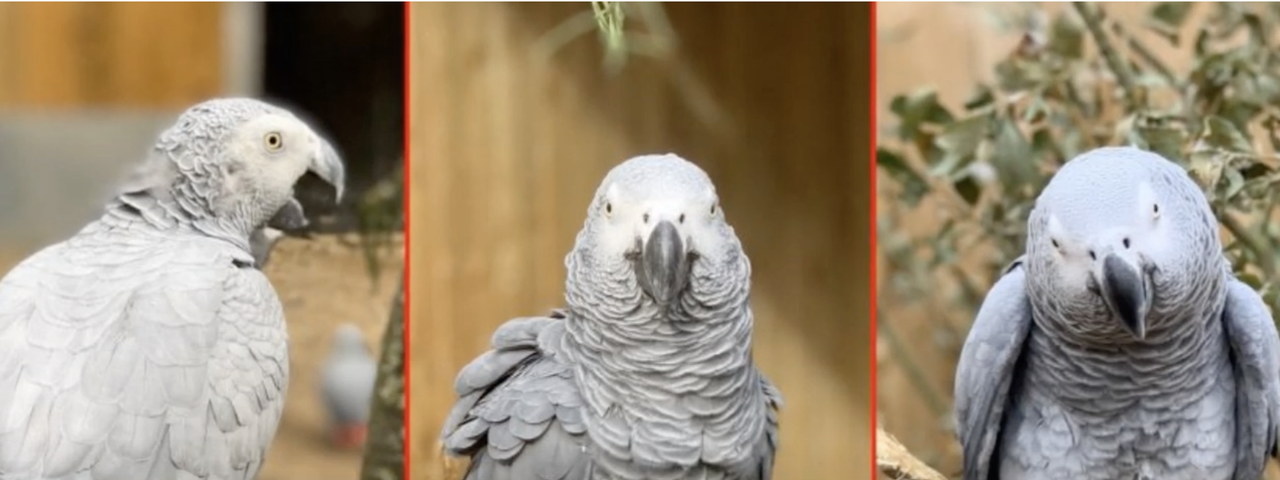 Three African gray parrots.