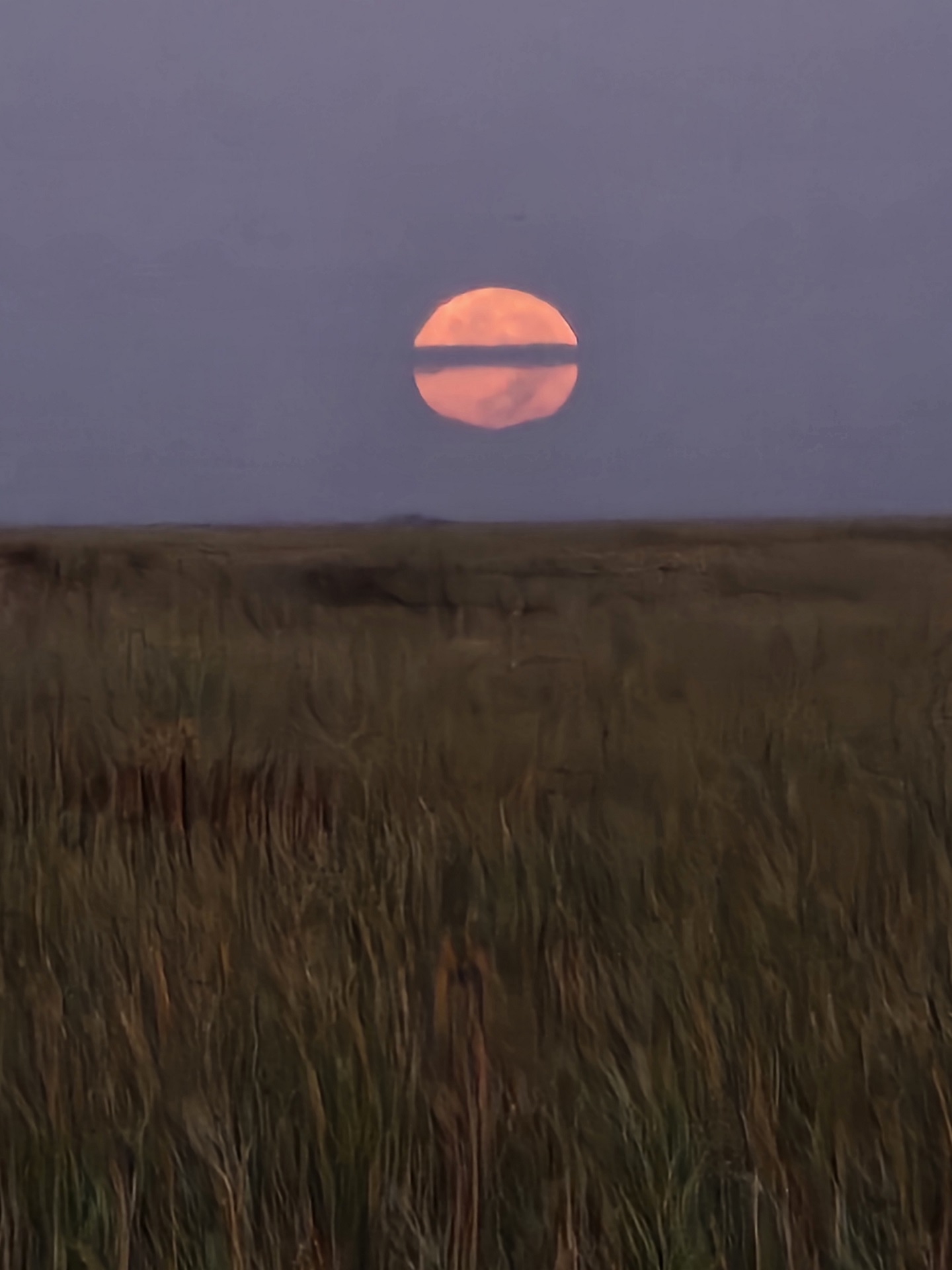 The full moon rises over the Florida Everglades on Nov. 15, 2024.