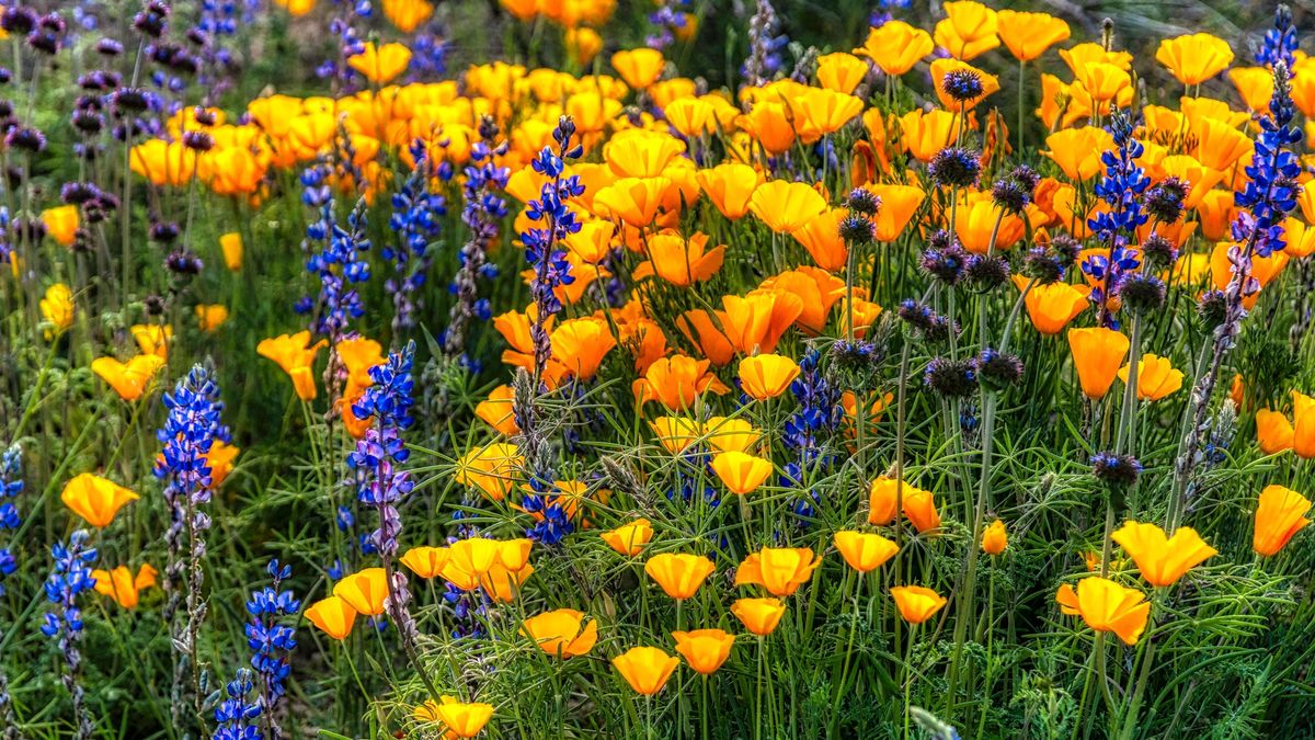 Does Nothing Grow in Your Soil? 7 Bulletproof Annuals That Turn Dry, Poor Spots into a Summer Showstopper