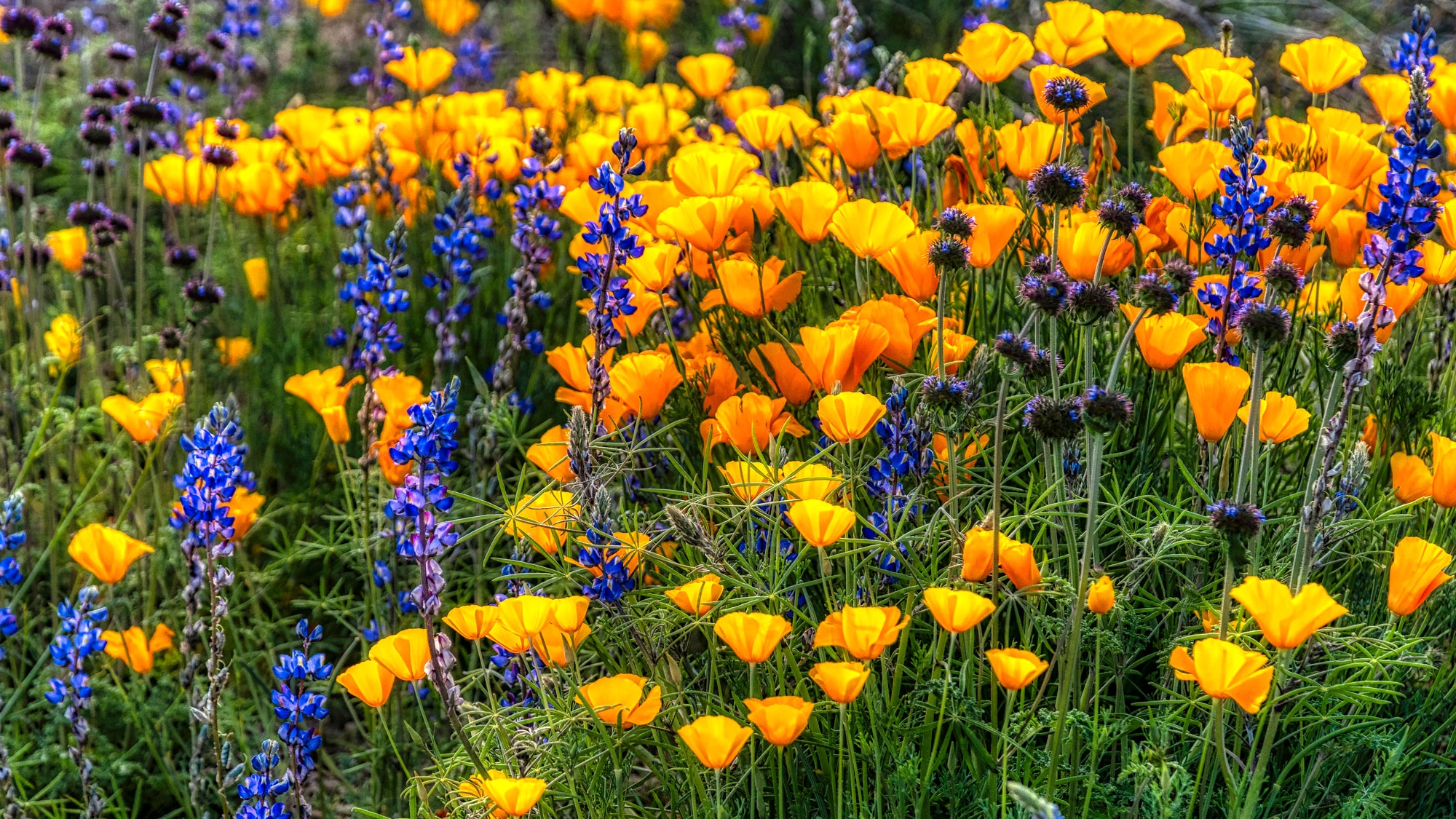 orange California poppies and purple blue salvias
