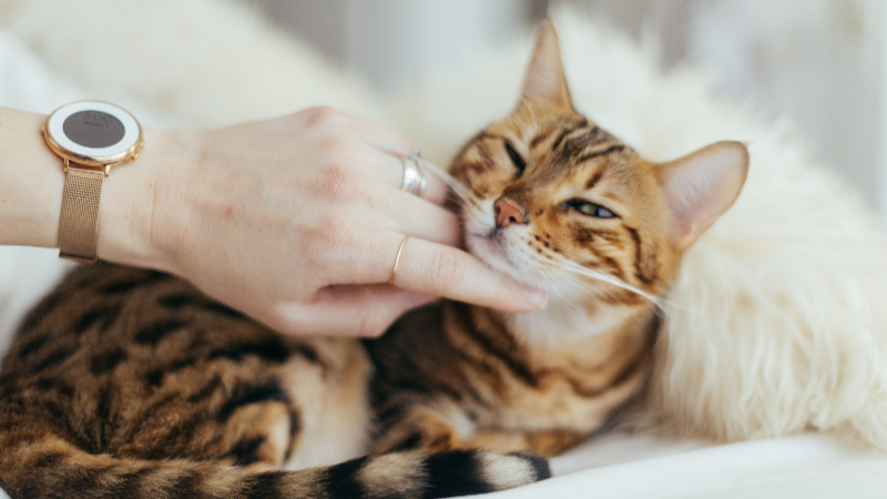 Cat being petted with its eyes narrowed