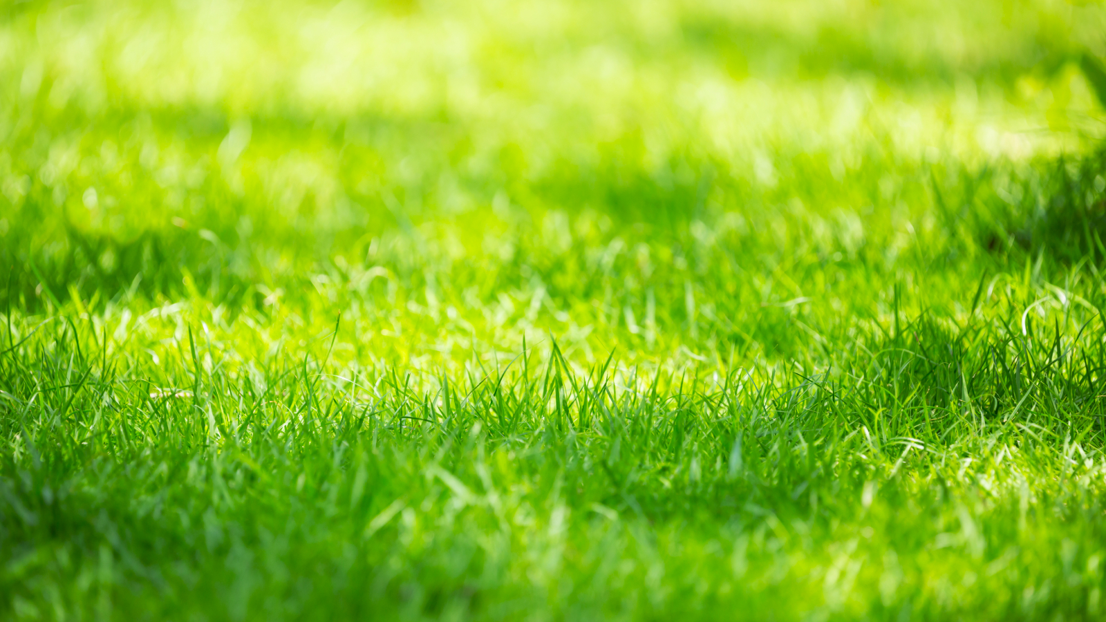 Lush lawn in summer sun