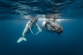 A humpback whale and its calf.