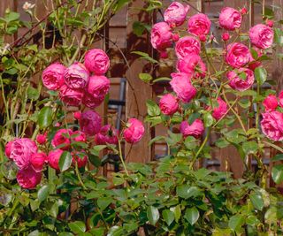 pink roses in a flower bed