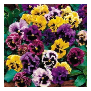 A bunch of purple and yellow pansies