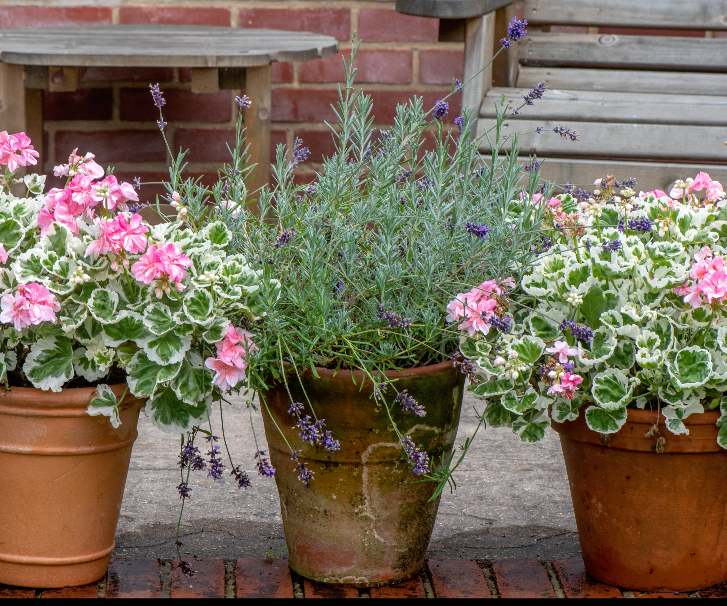 three terracotta pots on patio with one containing lavender