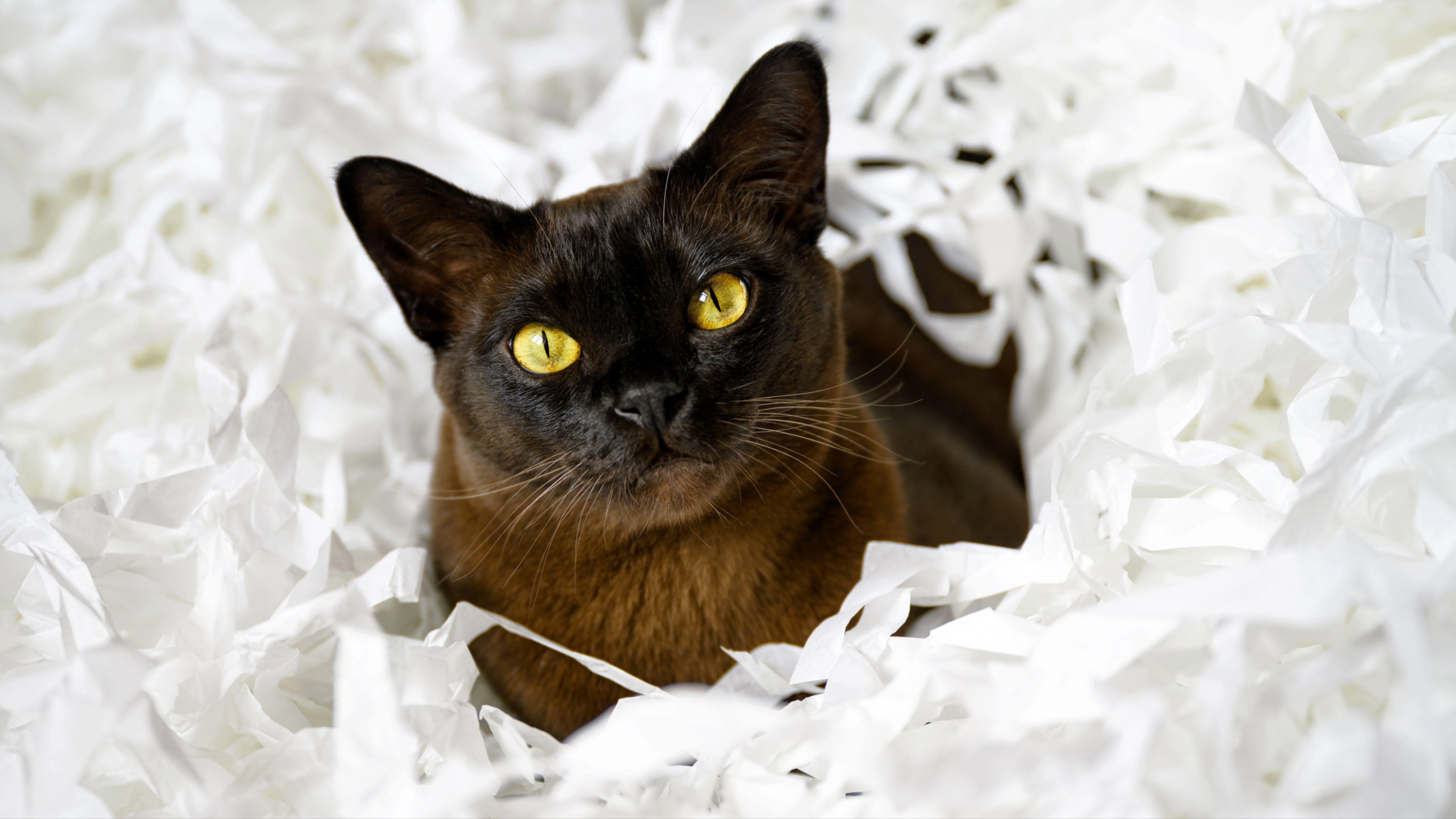 Burmese cat