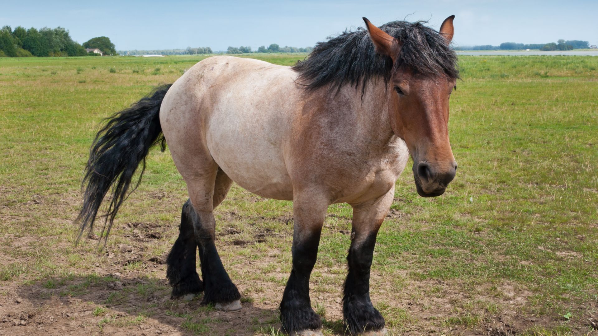 Bay roan draft horse